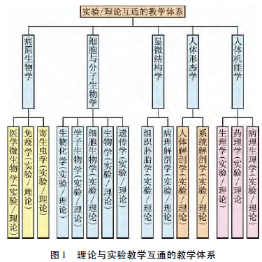 理论与实验互通的教学体质